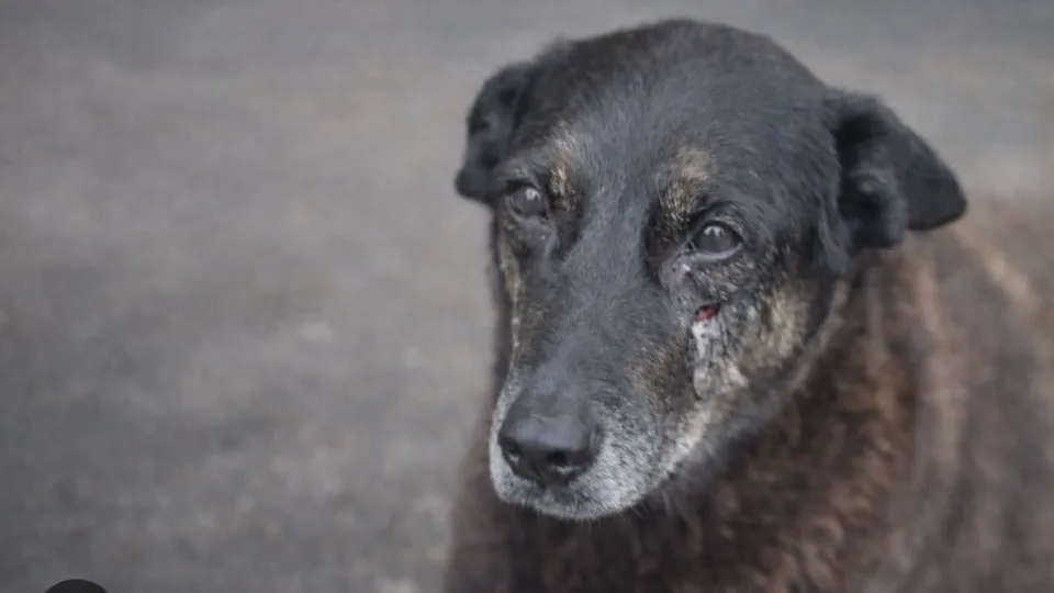 A verdade deve vir à tona, diz advogado de jovens suspeitos na morte do cão Orelha