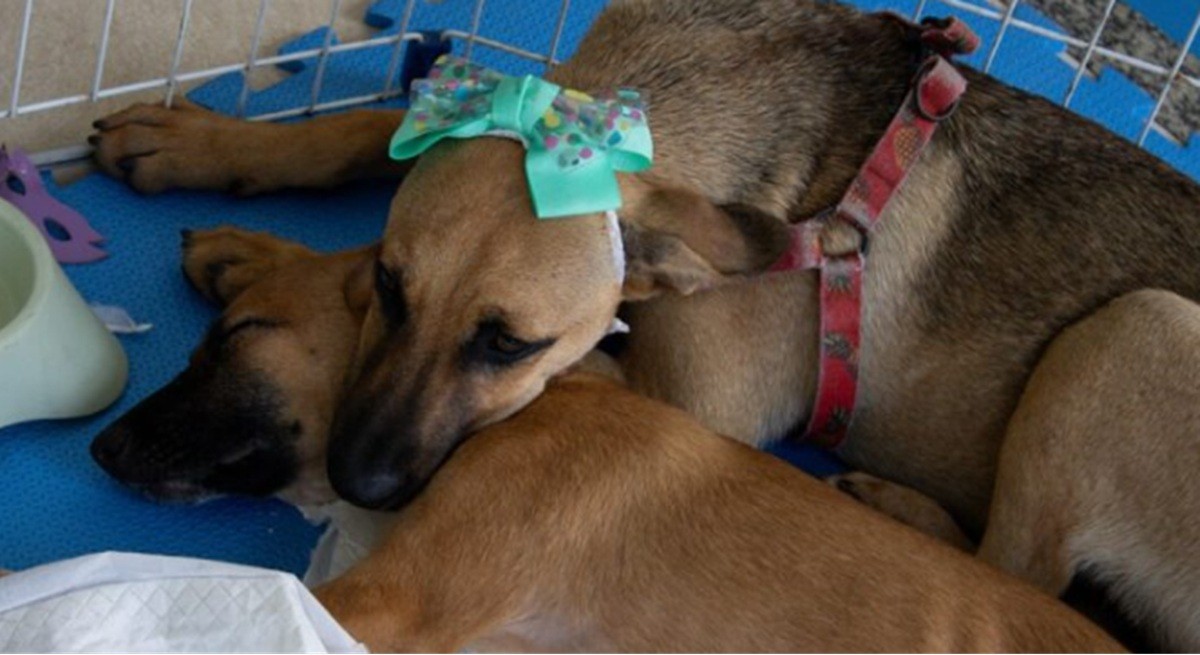 Cabo Frio recebe mais uma edição da Feira de Adoção de Cães e Gatos neste sábado