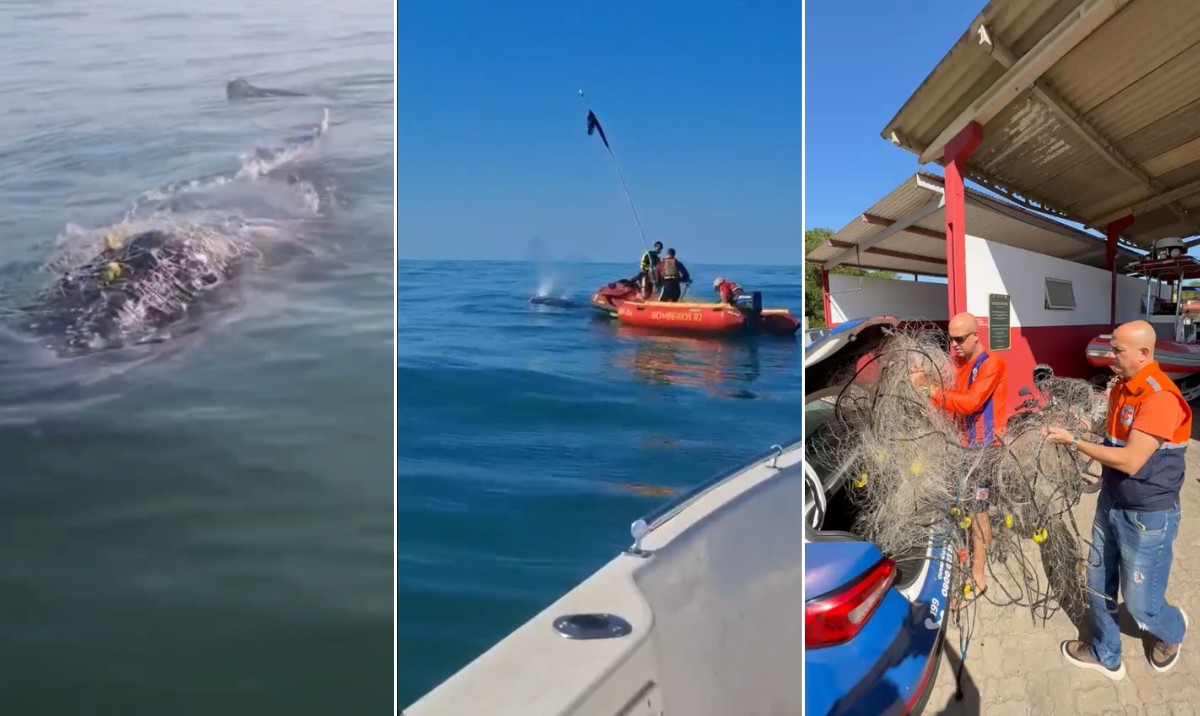 Baleia fica presa em rede de pesca e mobiliza salvamento em Rio das Ostras