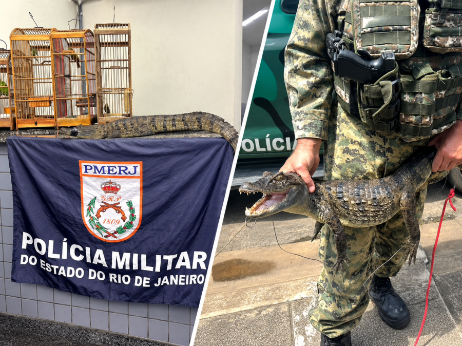 Polícia Ambiental encontra jacaré amarrado em residência no Novo Eldorado