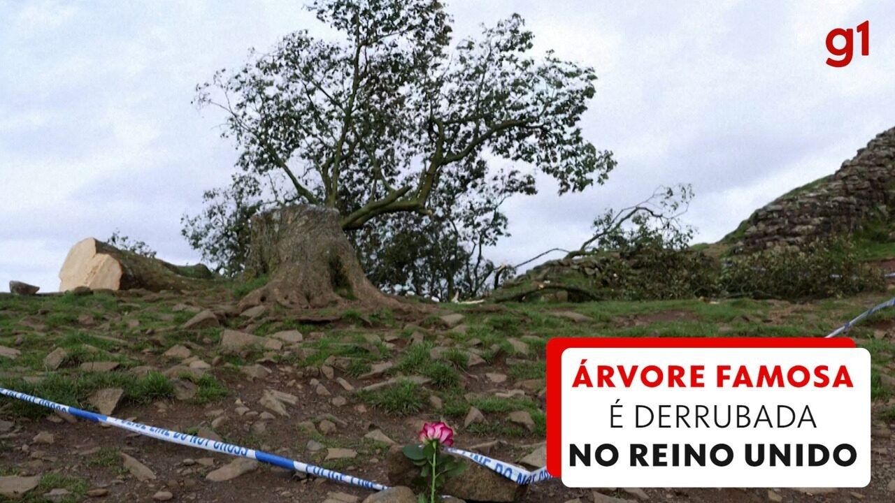 Justiça condena à prisão homens que cortaram árvore centenária famosa pelo filme 'Robin Hood'